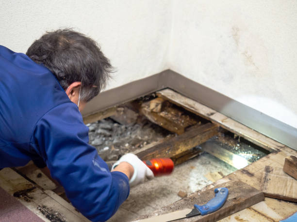 Best Emergency Mold Remediation in South Berwick, ME