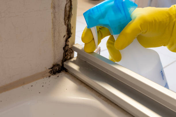 Best Basement Mold Remediation in South Berwick, ME