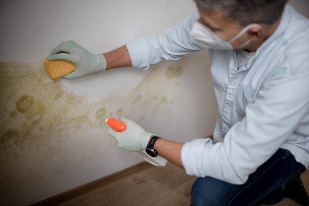 Professional Mold Remediation in South Berwick, ME