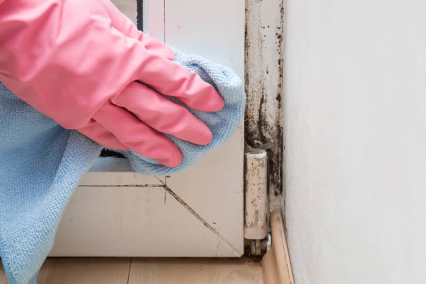 Best Health and Safety Mold Remediation in South Berwick, ME